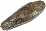 Fossil Sperm Whale (Scaldicetus) Tooth - South Carolina #208514-1